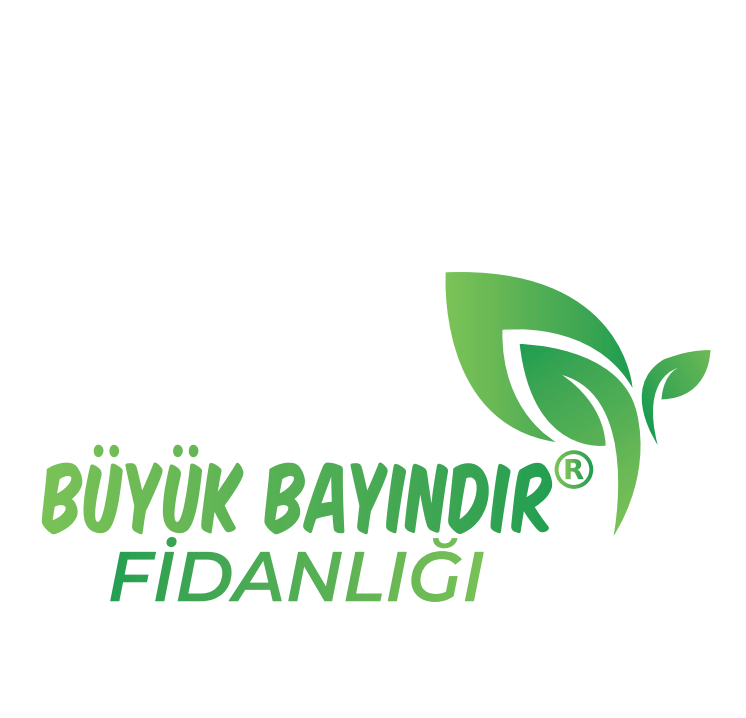 Büyük Bayındır Fidanlığı